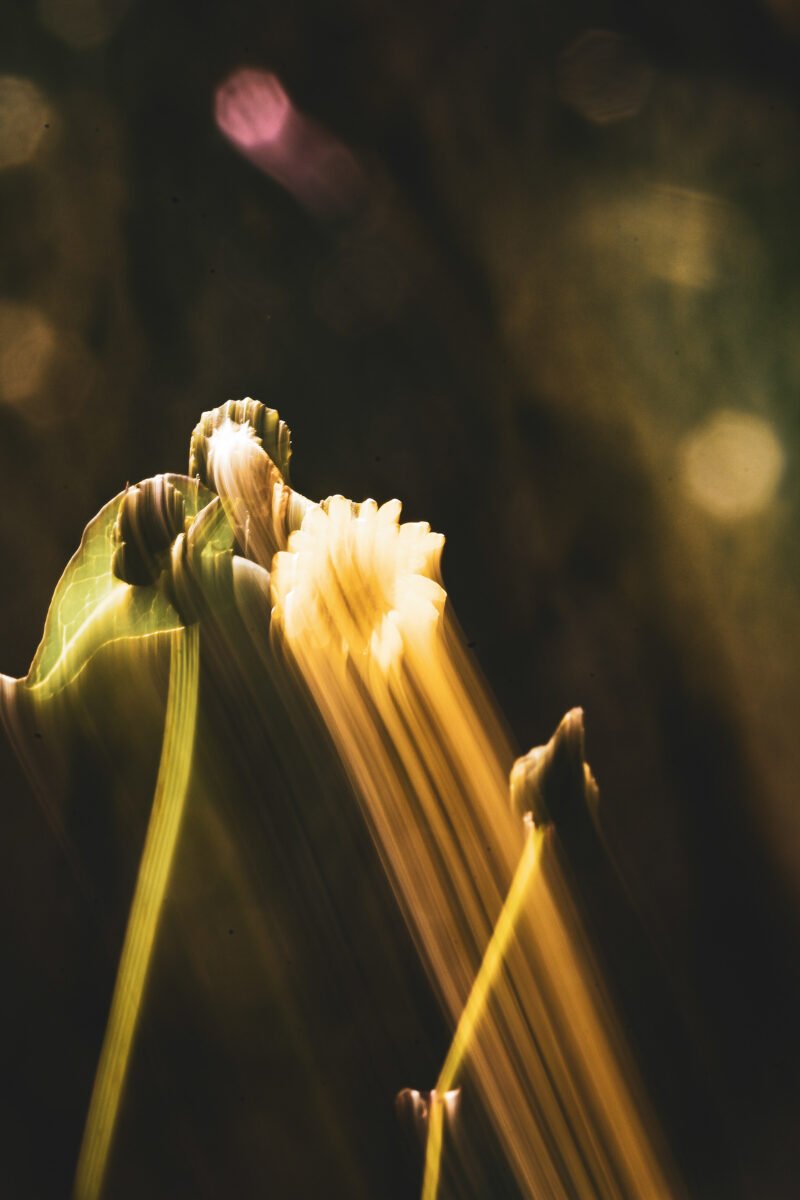 Luylula Documental 13