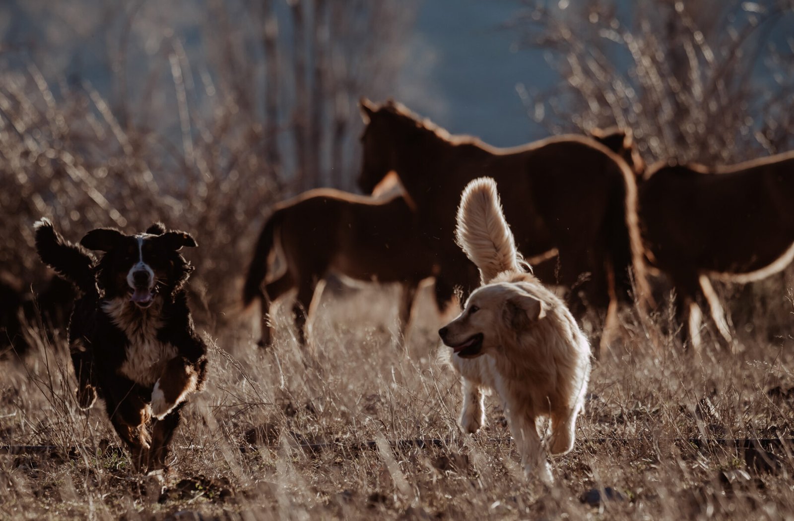 Luylula Documental 18