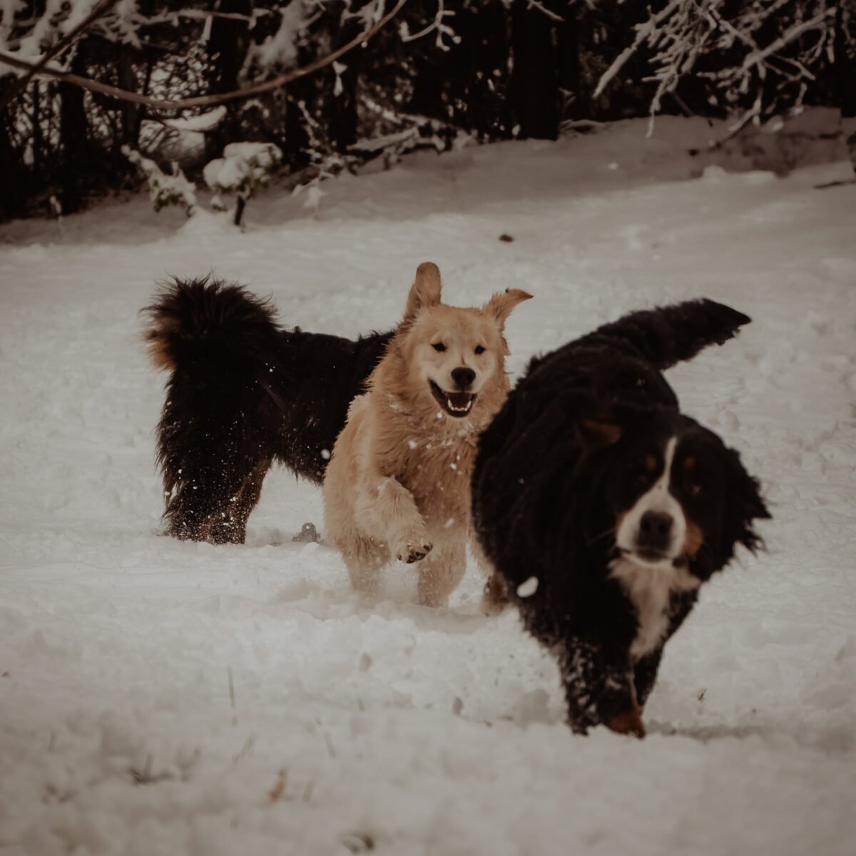 Luylula Documental 21