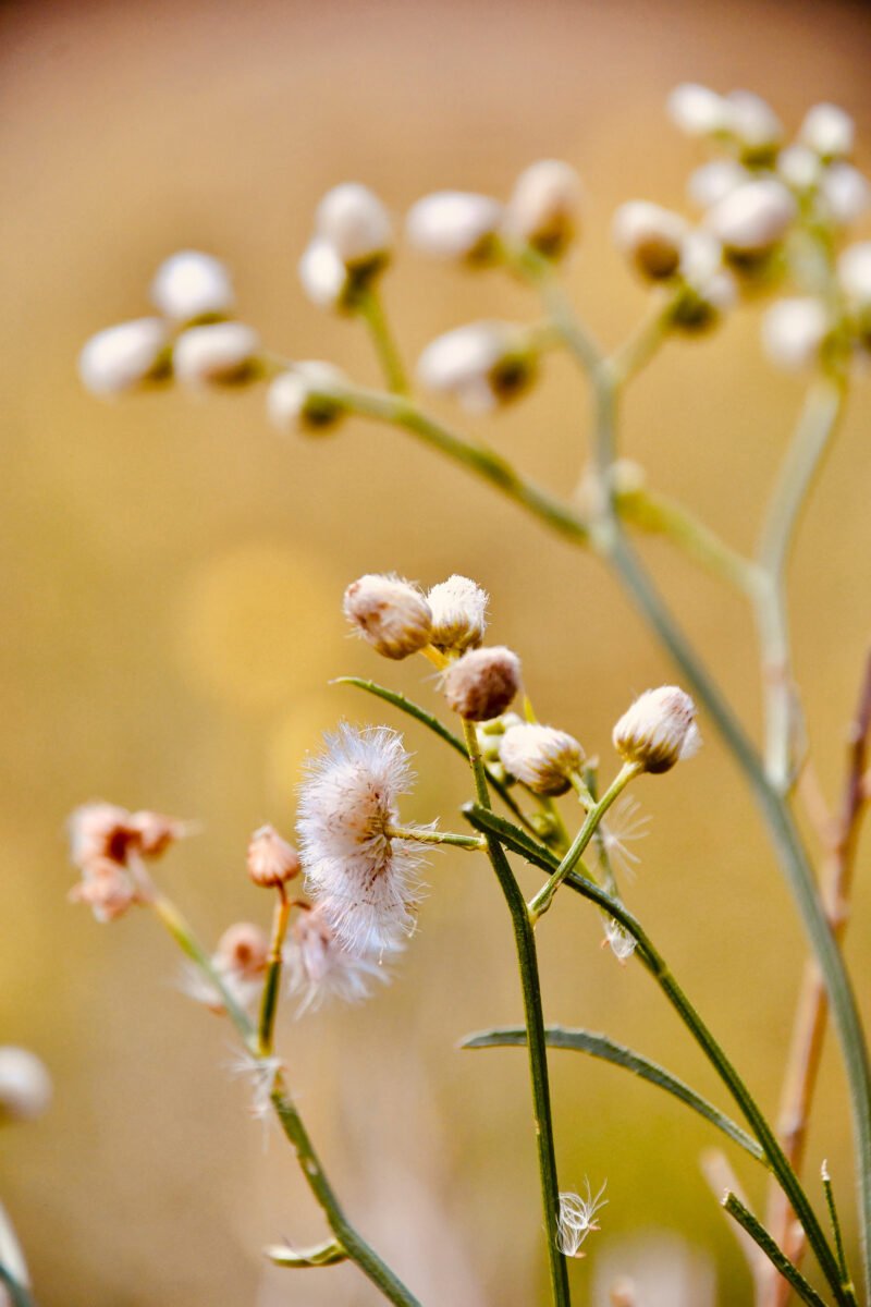 Luylula Documental 22