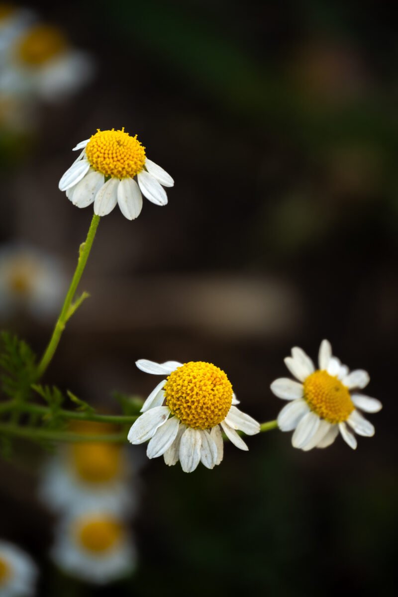 Luylula Documental 24