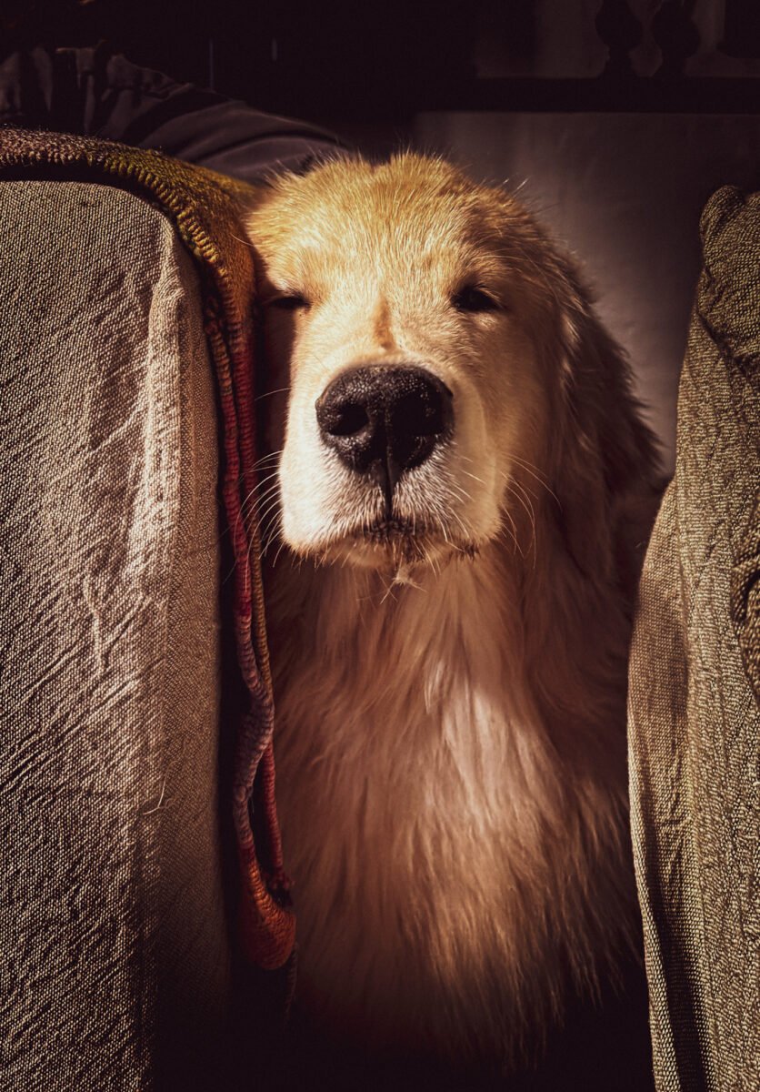 Luylula Documental 33