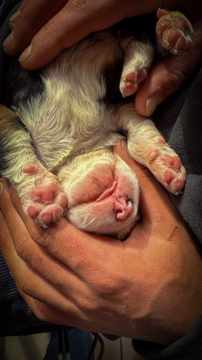 Luylula Documental 37