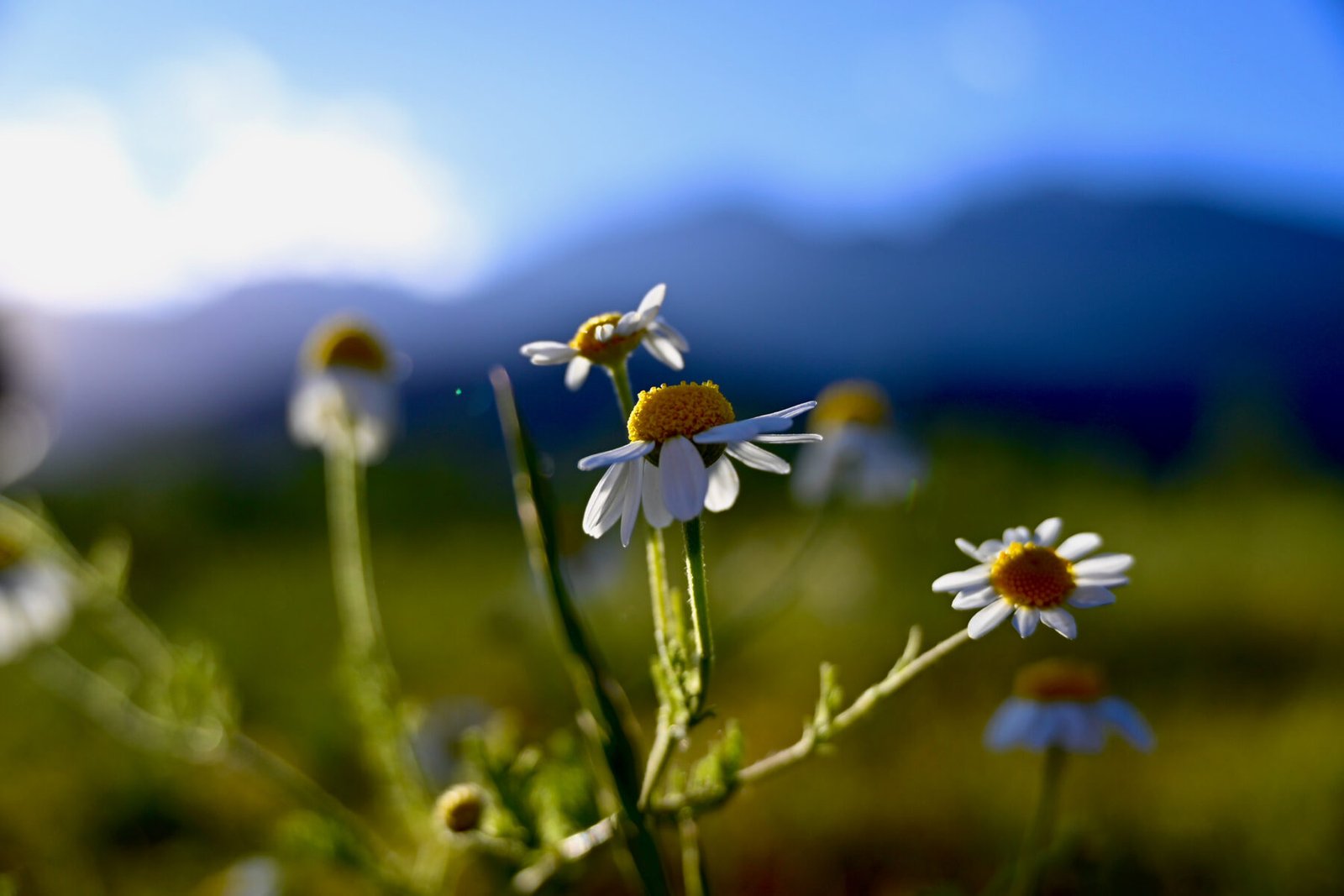 Luylula Documental 39