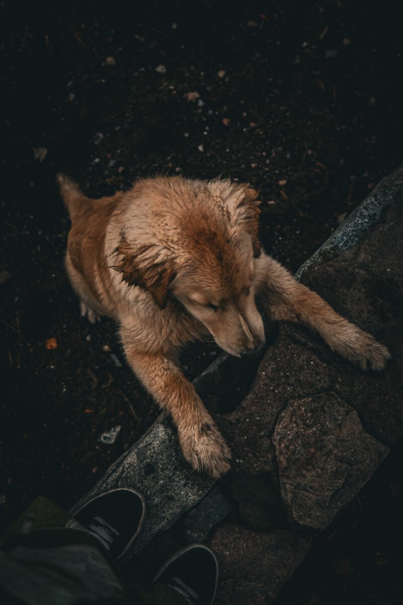 Luylula Documental 8