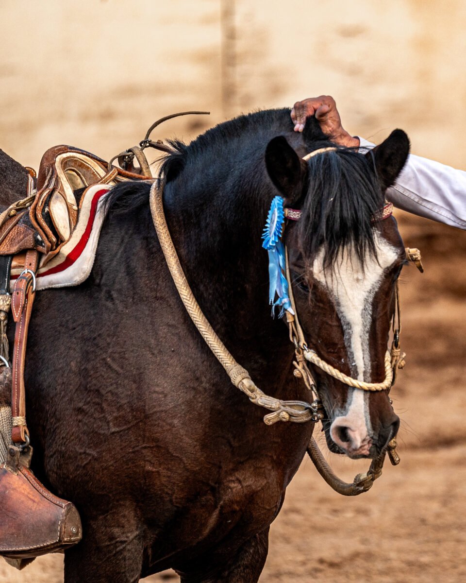 Luylula Tradición 11