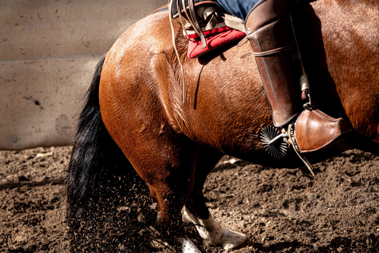 Luylula Tradición 15