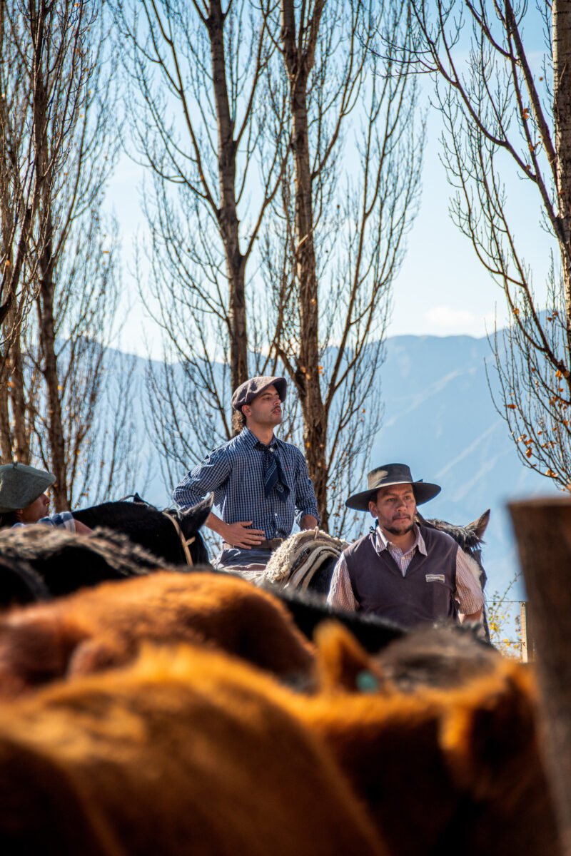 Luylula Tradición 9